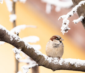 house sparrow on a snowed tree branch