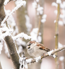 house sparrow on a snowed tree branch