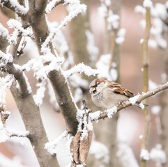 house sparrow on a snowed tree branch