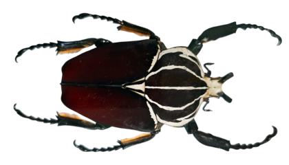Goliath beetle Goliathus goliathus is shown in isolation on a white background. The beetle displays its distinct body shape and features in a clear manner for observation.