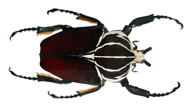 Goliath beetle Goliathus goliathus is shown in isolation on a white background. The beetle displays its distinct body shape and features in a clear manner for observation.