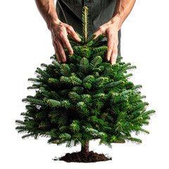 A person carefully shapes the top of a small, fresh fir Christmas tree against a black background.