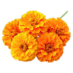A cluster of vibrant orange marigold flowers set against a stark black background.