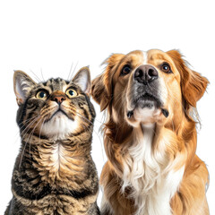 A curious tabby cat and a golden dog look upward against a black background.