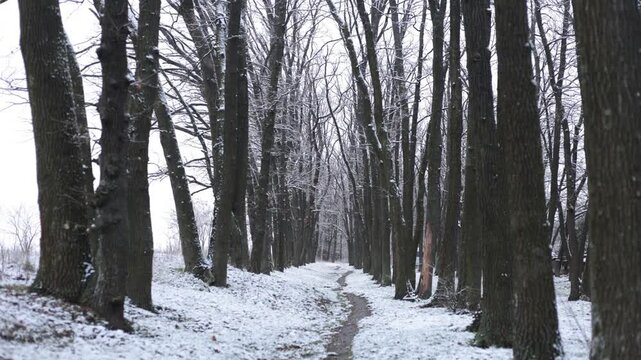 A snowy winter path between two rows of bare trees forming a quiet alley, with gentle snowfall and strong perspective, creating a calm and minimal winter atmosphere.