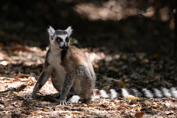 Ring Tailed Lemur Sitting