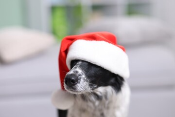 Cute Border Collie dog in Santa hat indoors, closeup