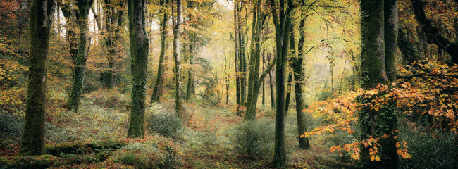 idless autumn panorama cornwall uk 
