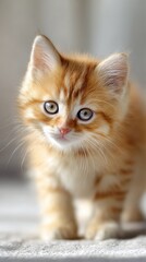 innocent baby kitten pure expression, soft lighting, clean background