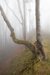 Waldgefl&uuml;ster im Nebel &ndash; Ankenballen