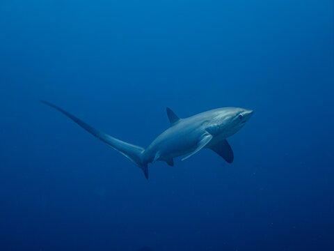 squalo volpe a Malapascua