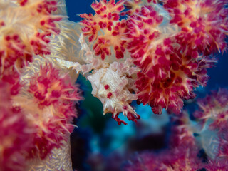 granchio mimetico Candy crab Bohol © Caterina