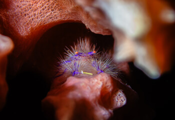granchio peloso Lauriea siagiani macro Filippine  © Caterina