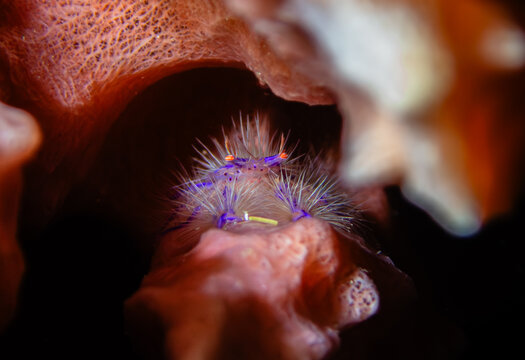 granchio peloso Lauriea siagiani macro Filippine 