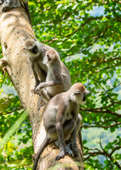 Obraz premium Gray hanuman langurs on a tree. Monkeys in the wild in the jungles of Sri Lanka. Troop of monkeys on trees. Wildlife scene with wild animals.