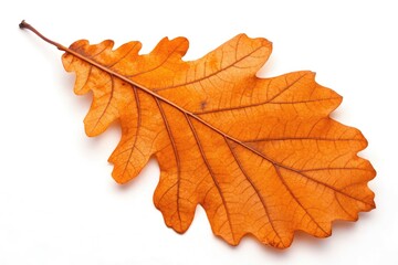 Autumn Oak Leaf Resting on a White Surface in Soft Light