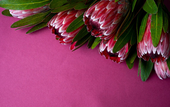 Close up of Protea Pink Flowers on Dark Pink Background