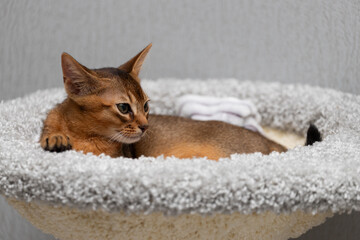 Relaxing Abyssinian cat on a soft sofa. Portrait of a wild-colored cat.