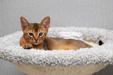 Funny look of an Abyssinian kitten. Comical eyes.