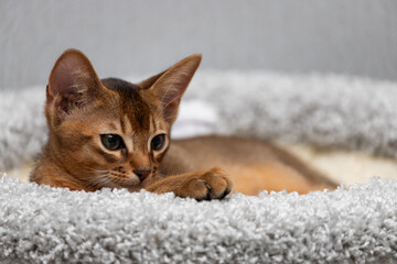 Relaxing Abyssinian cat on a soft sofa. Portrait of a wild-colored cat.