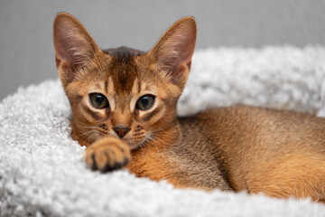 Portrait of an Abyssinian kitten in close-up. A cat with big ears.