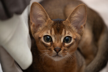 Portrait of an Abyssinian kitten in close-up. A cat with big ears.