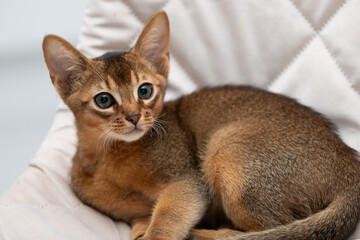 The kitten is curled up in a ball watching the situation at home. The Abyssinian cat is lying on a soft chair.