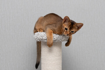 An Abyssinian kitten on a pedestal. A cat on a gray background.