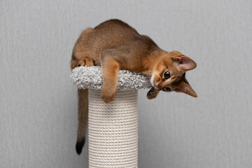 An Abyssinian kitten on a pedestal. A cat on a gray background.