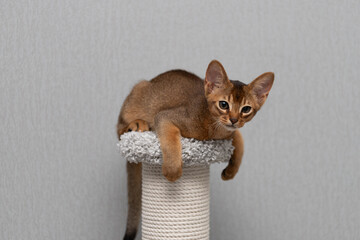 An Abyssinian kitten on a pedestal. A cat on a gray background.