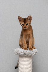 An Abyssinian kitten sits on a pedestal. A cat on a gray background.