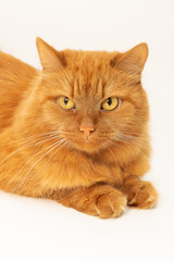 A close-up of a ginger cat with yellow eyes