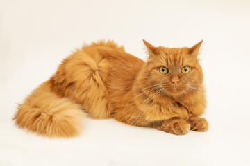 A red fluffy cat lies on a white background