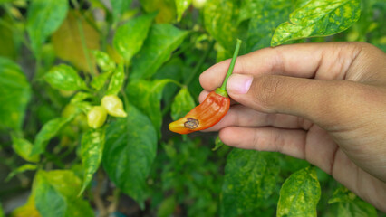 hand holding Chili with fungal disease, vegetable problem 