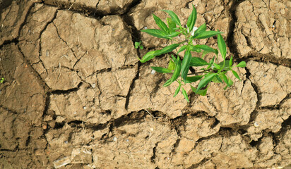 cracked soil with green Chili pepper plant 