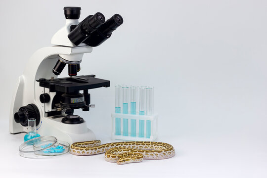 A yellow tiger python snake in a laboratory against the background of a microscope, test tubes and a petri dish with medicines and blue liquid on a white background