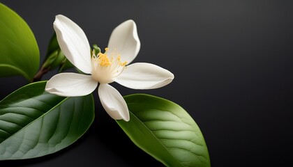 Fototapeta premium Jasmine Flowers Have Not Yet Bloomed The Green Leaves Are Calm