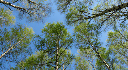 Looking up through birch trees at clear blue sky image