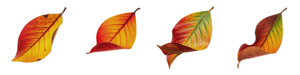 Colorful Autumn Cherry Leaves Set PNG, Realistic Falling Foliage Isolated on White Background, Orange Red Yellow Nature Design Elements for Fall Decor