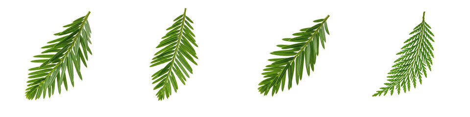 Green Yew and Conifer Tree Needle Branches PNG, Realistic Evergreen Foliage Set Isolated on White Background, Winter Nature Graphics for Festive Holiday Decor