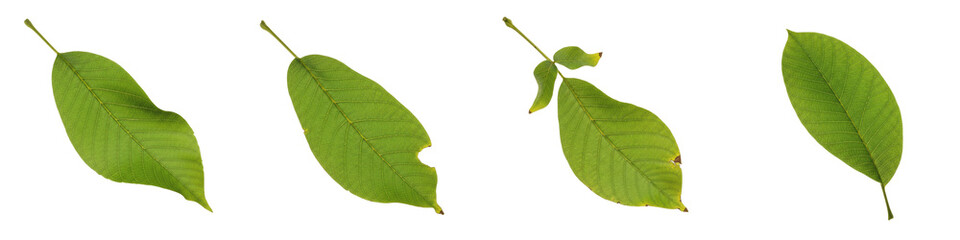 Green Walnut Leaves Set PNG, Realistic Garden Foliage Isolated on White Background, Organic Juglans Tree Leaf Icons, Nature Graphic Design Elements