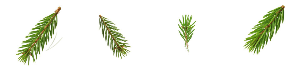 Green Spruce Fir Branches Set PNG, Realistic Pine Twig Needle Foliage Isolated on White Background, Winter Christmas Evergreen Tree Decor, Nature Graphics