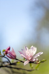 Fototapeta premium Magnolia pink purple flowering tree in spring, large flowers. Background spring