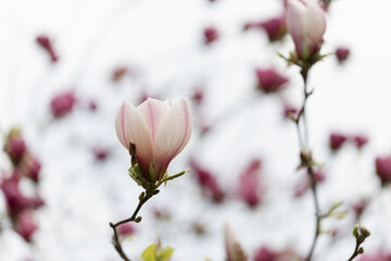 Magnolia soulangeana white pink purple flowering tree in spring, large flowers.