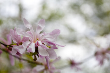 Magnolia pink purple flowering tree in spring, large flowers. Background spring