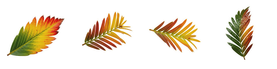 Dawn Redwood Metasequoia glyptostroboides Autumn Leaves Isolated on White Background Nature Deciduous Conifer Foliage Macro