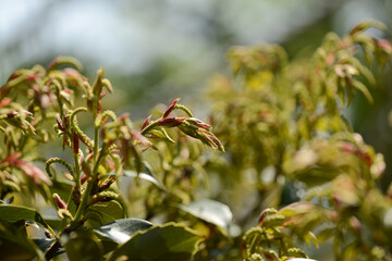 Macro view showing the contrast between the dark green upper leaf surface and the silvery-brown scales on the underside of the Chinquapin leaves. Authentic photography, not AI