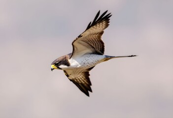 Fototapeta premium A close up of a Peregrine Falcon
