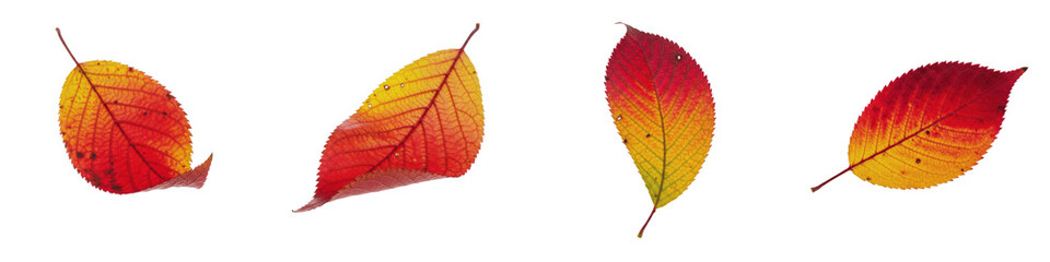 Bird Cherry Prunus padus, Isolated On White, Autumn Foliage, Red Orange Yellow Gradient, Fall Season Plant, Botanical Macro