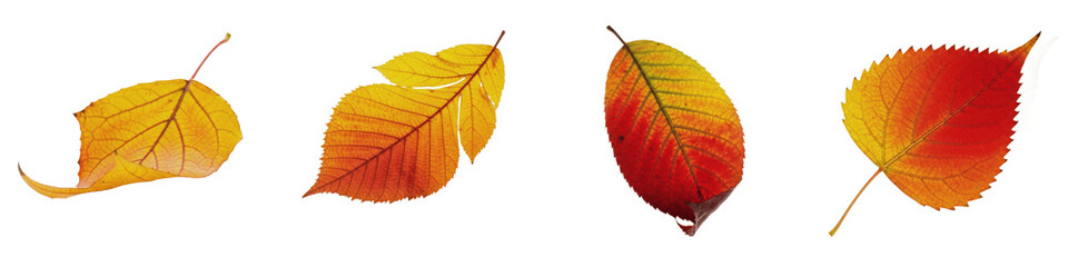 European Pear Pyrus communis, Isolated On White, Autumn Leaf, Red Orange Yellow Foliage, Fall Season Nature, Botanical Set